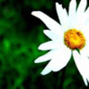 Meet your Posher, Daysi